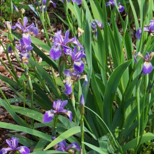 Iris Versicolor 300x300